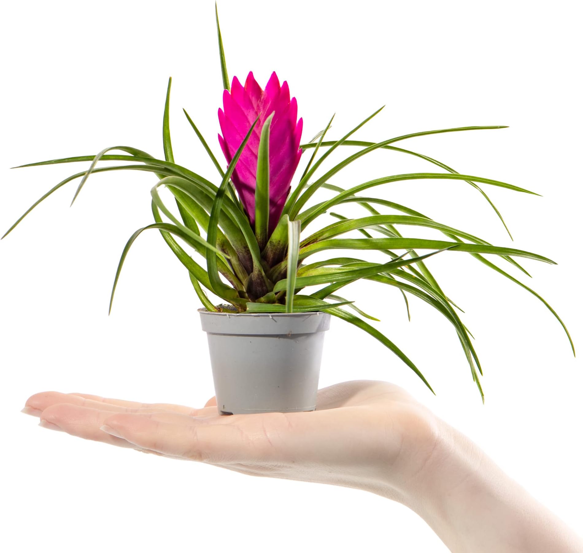 Baby Pink Quill Plant Tillandsia Cyanea Small Potted Houseplant Gift