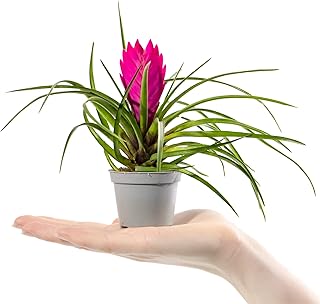 Baby Pink Quill Plant - Tillandsia Cyanea Sma...,