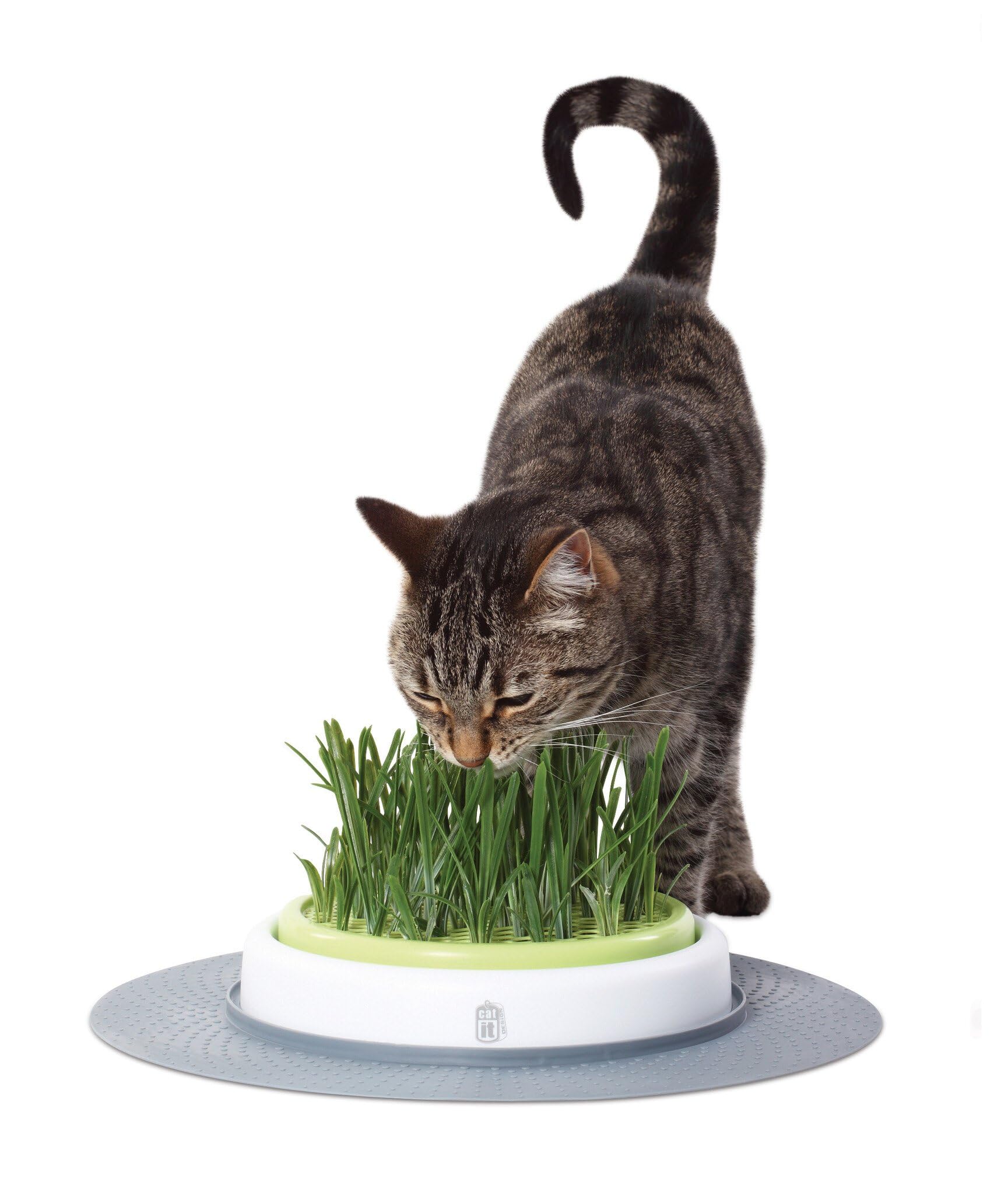 Catit Design Senses – Juego de Hierba para Gatos
