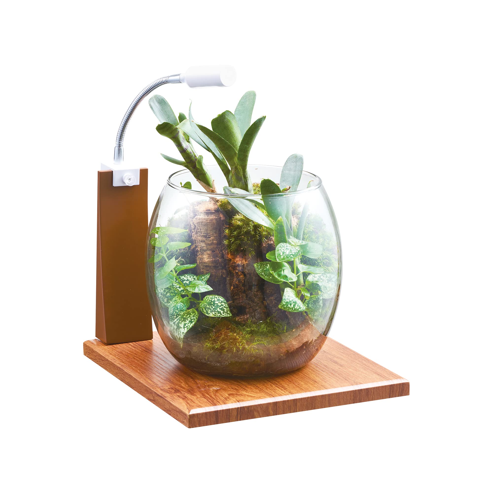 Amazon | GEX AQUARIUM グラスアクア ドロップ-N アクアリウム 小型