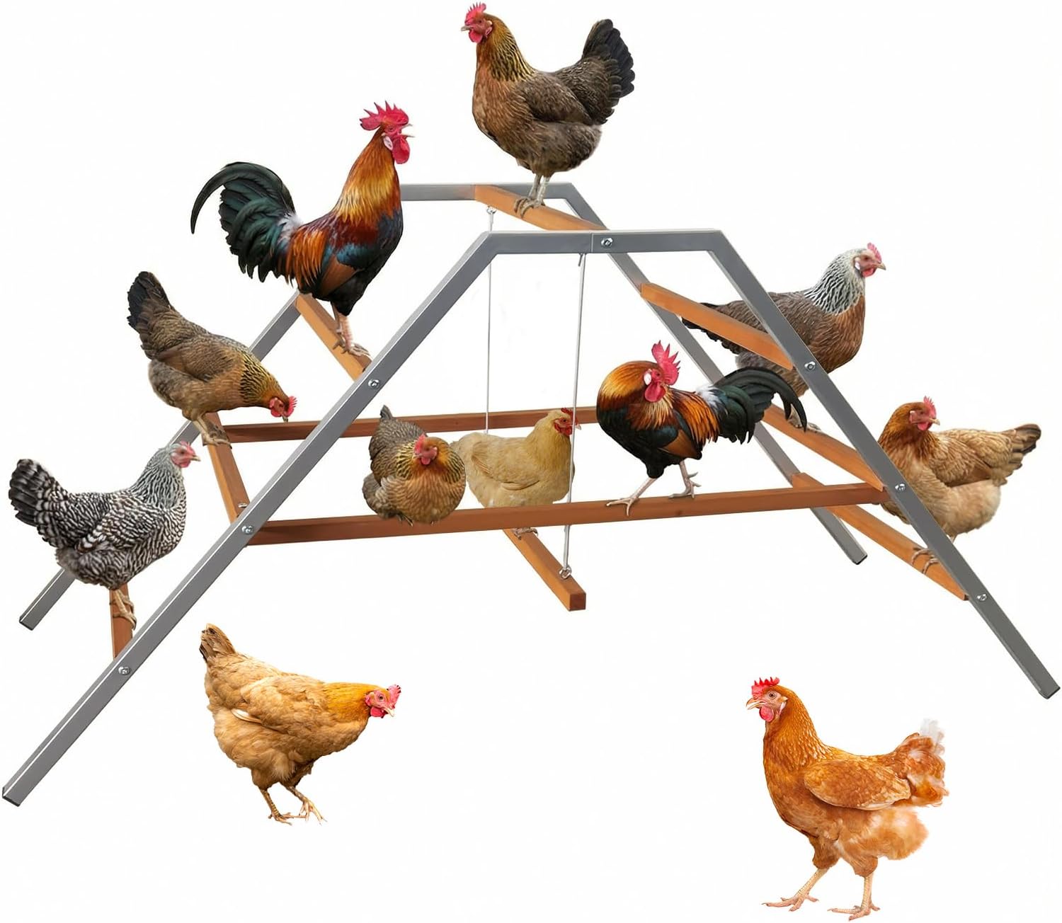 Chicken Climbing Frame – Sturdy Metal & Wood Roosting Bars with Swing & Ladder – Enrichment Perch for Healthy Chickens – Easy Assembly & Cleaning – Ideal Chicken Coop Playground for Backyard Farms