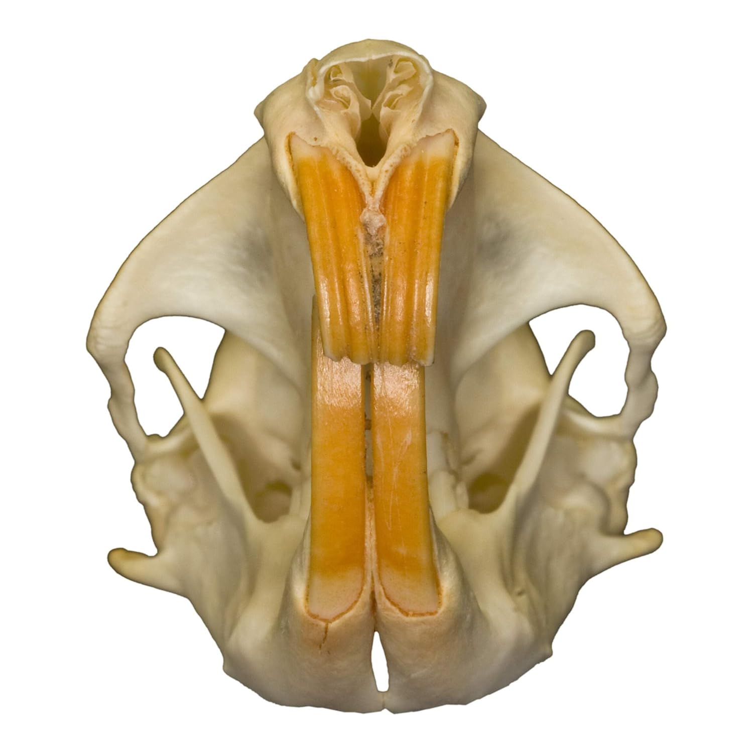 Skulls Unlimited Real Pocket Gopher Skull B Quality