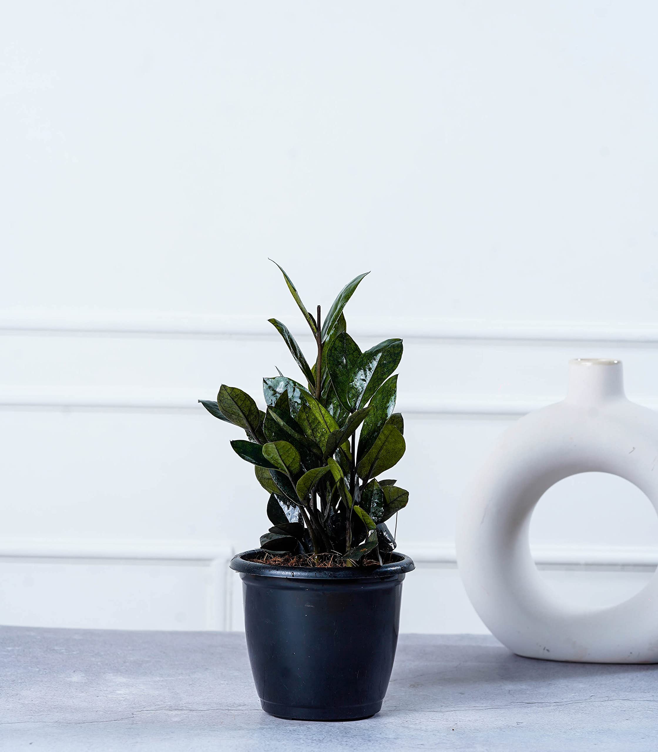 Nurturing Green® Indoor Live Black ZZ Plant In Blue Textured Plastic Pot (Zamioculas Zamiifolia Black Raven)