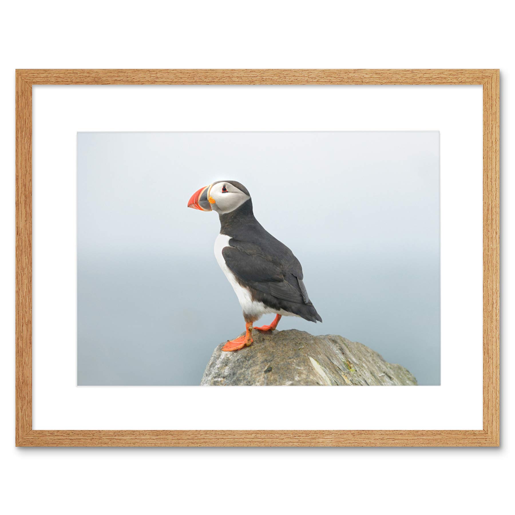 Wee Blue Coo Atlantic Puffin Bird Rock Sea Art Picture Framed Wall Art Print