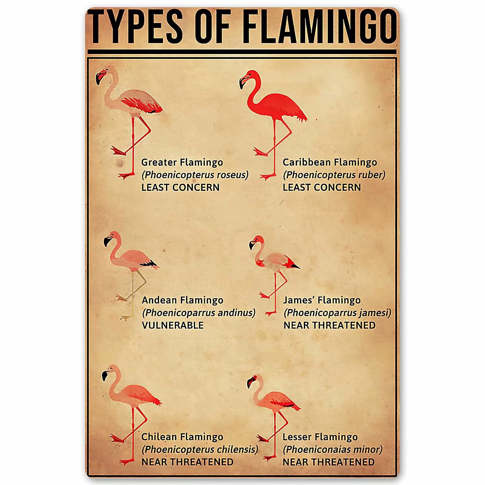 C-03 Types Of Flamingo Posters Animal Wall Decor Metal Signs Popular Science Knowledge Homne Decor Room Decor Club Vintage Printing Plaque 12X17 Inches