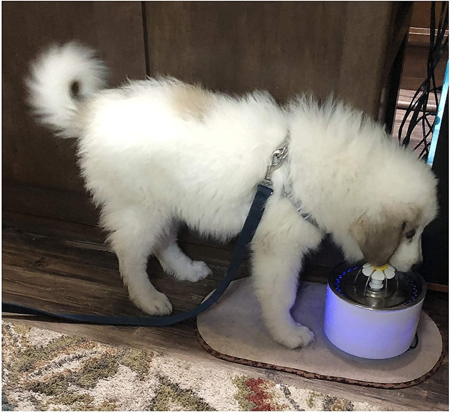 Automatic Pet Drinking Fountain/Waterer with Stainless Steel Tray, 81oz/2.4 Liter Auto/Self Shut Off Pump, RED and BLUE LED Water Level Window