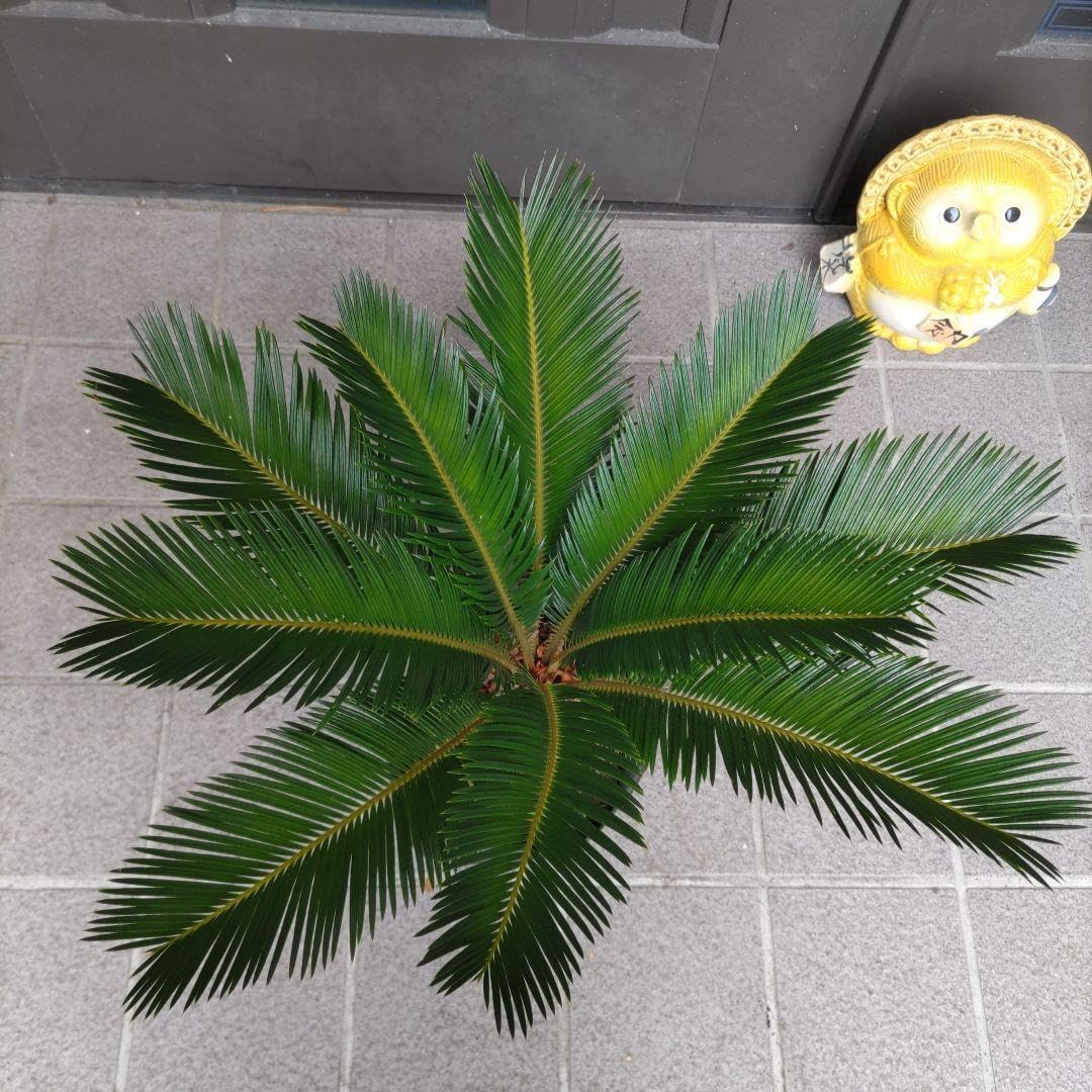 Amazon｜ソテツ蘇鉄 ビッグ株 新葉10枚 観葉植物 インテリア｜観葉植物