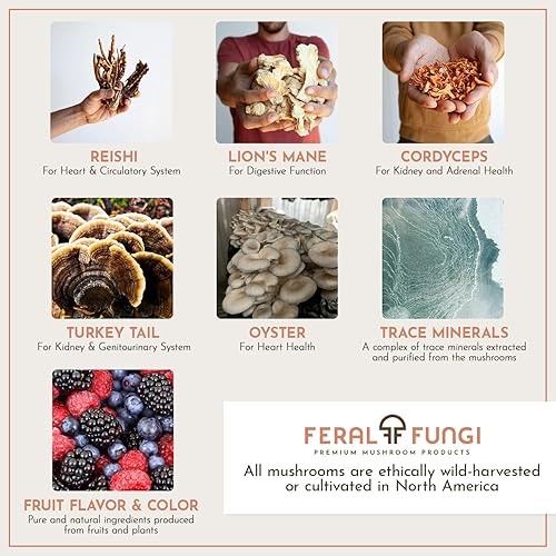 Miniatura 4 de Feral Fungi Myco-Synergy - Gomitas de hongos  Melena de león, Reishi, cola de pavo, ostra y cordyceps  Apoyo inmunológico, cerebral y energético