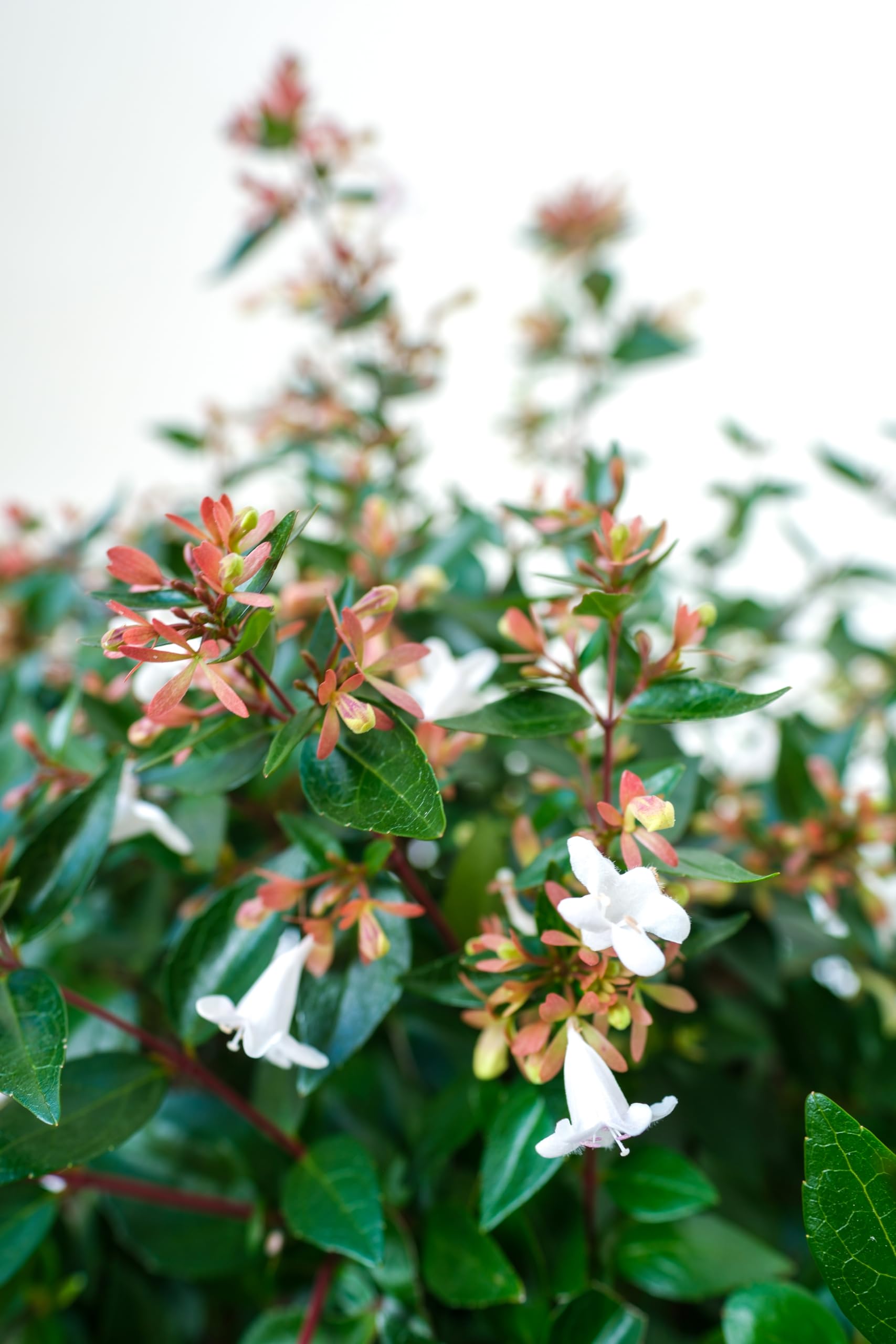 Vannucci Piante - Abelia grandiflora, pianta vera in vaso, pianta da terrazzo