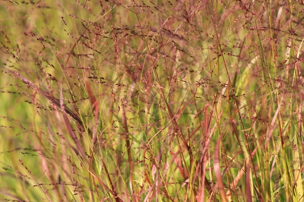 Stauden Gänge 10 x Panicum virgatum 'Rotstrahlbusch' Rote Rutenhirse | Rotes Ziergras für Sonne, Blüte August bis Oktober, mehrjährig, 1 L Topf (11x11 cm)