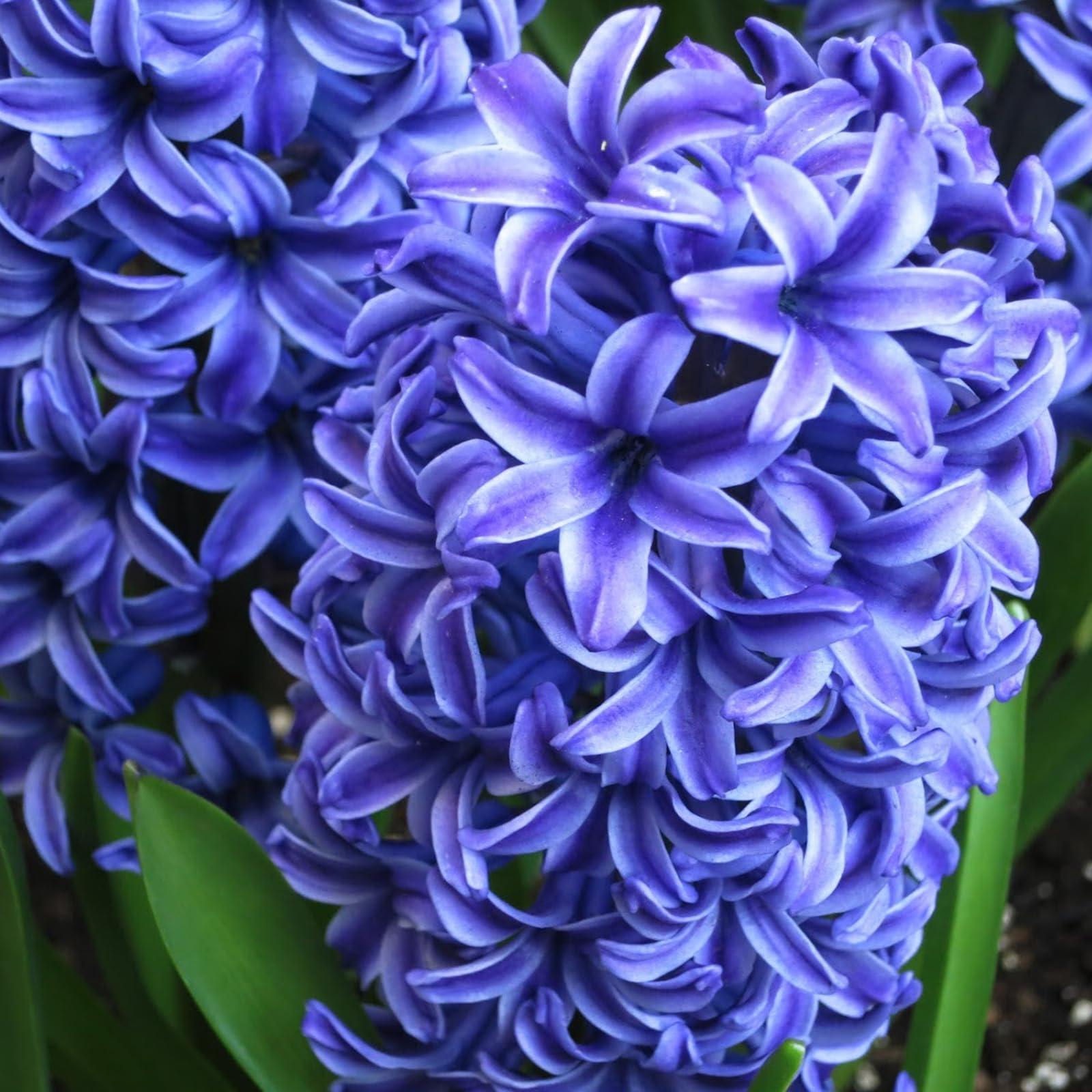 Carbeth Plants - 16 x Hyacinth Blue Trophy Spring Bulbs