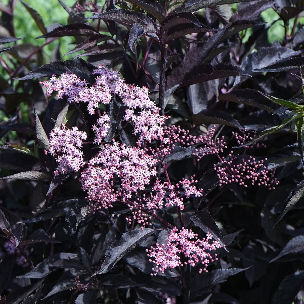Sambucus Black Beauty Garden Plant Hardy Shrub Flowering Garden Plant Easy to Grow Your Own 2X 9cm by Thompson and Morgan