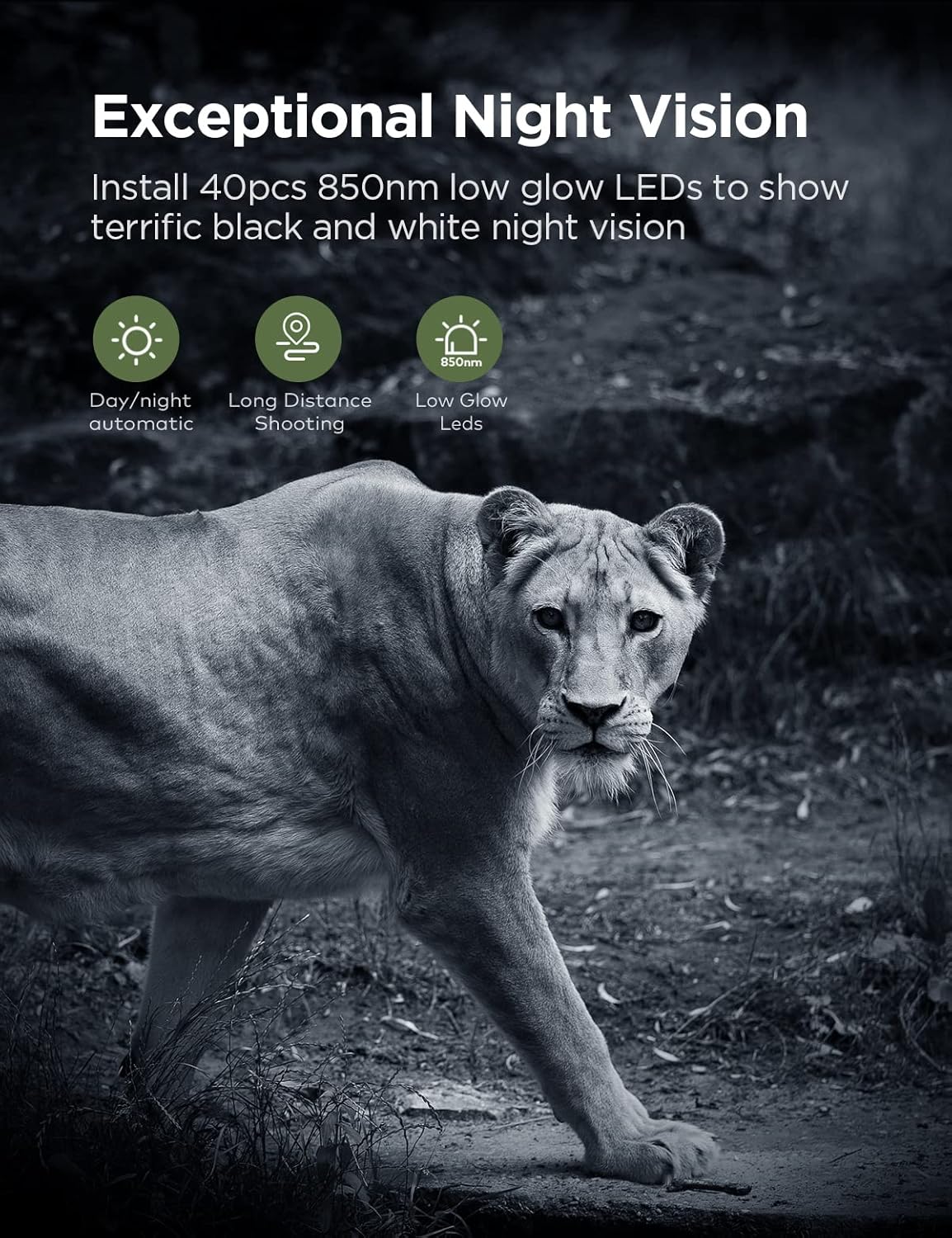 A lioness walking at night, captured with 850nm low glow infrared night vision, showing clear black and white imagery.
