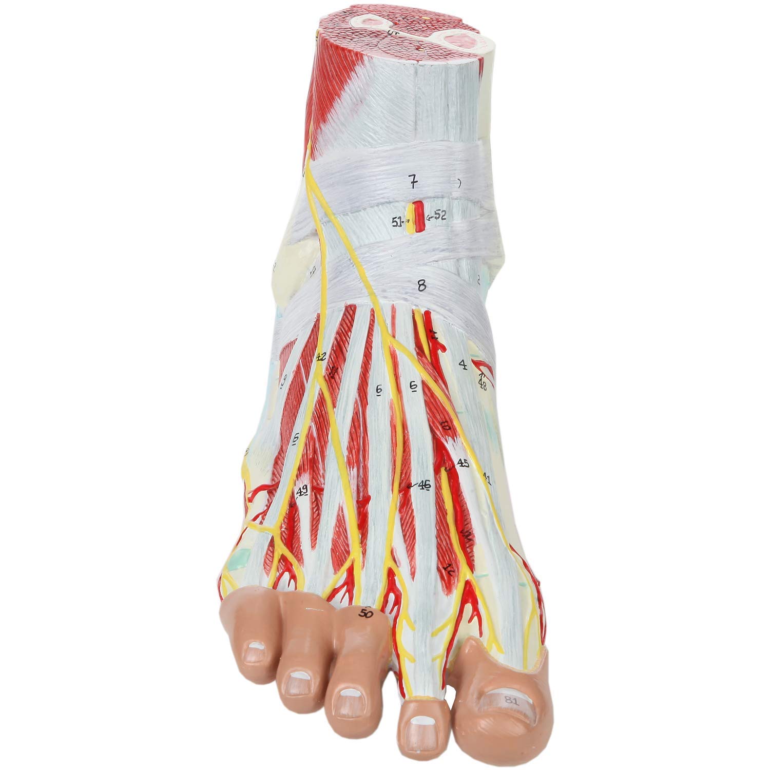 Herramientas de Modelo de enseñanza, Modelo de 9 Partes del pie Humano, Modelo de anatomía del pie con músculos, ligamentos, Nervios y arterias, Piezas numeradas