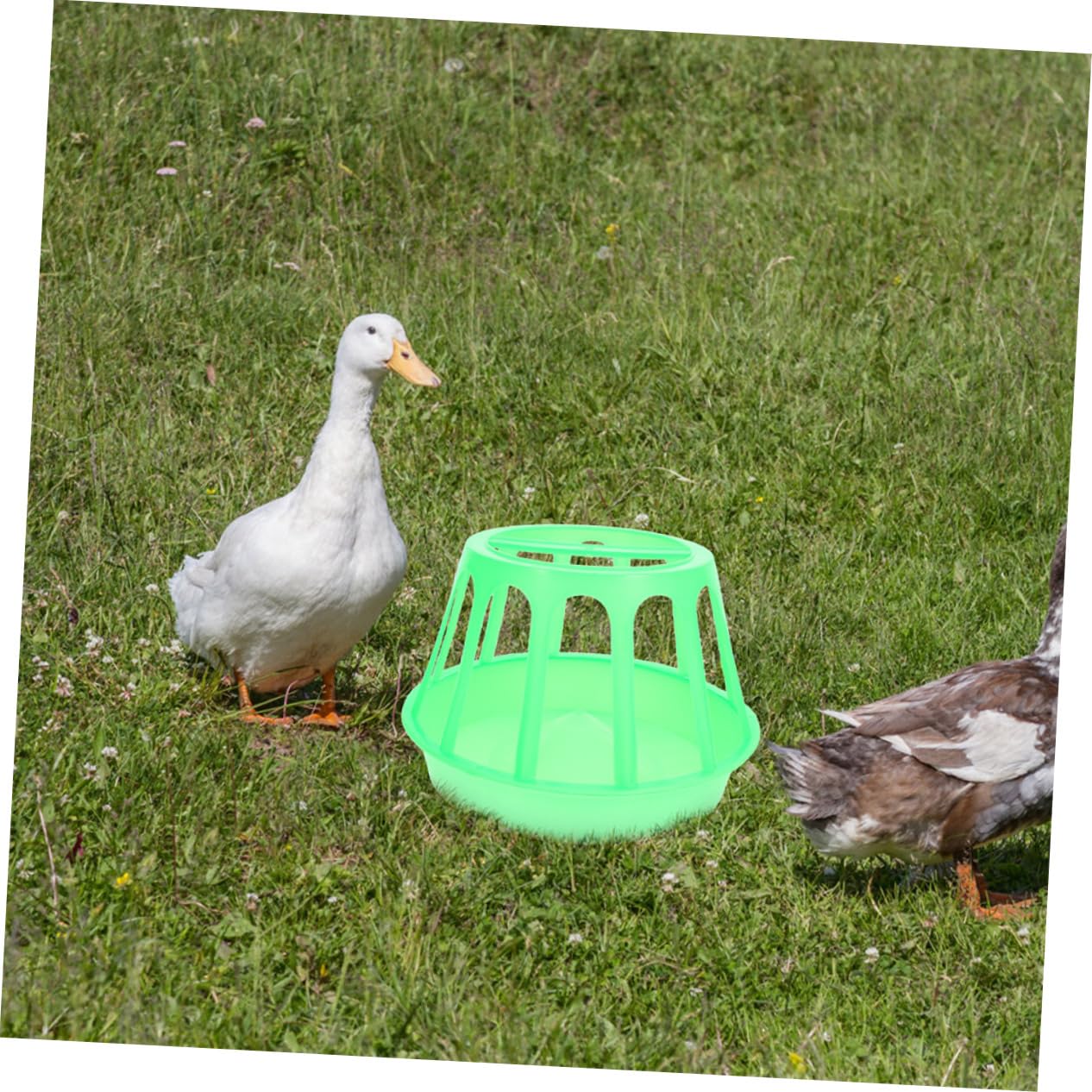 Mipcase Mangiatoie per Pollai Facili da Pulire - Mangiatoie per Gabbie per Pollame Spatter Mangiatoie per Pulcini