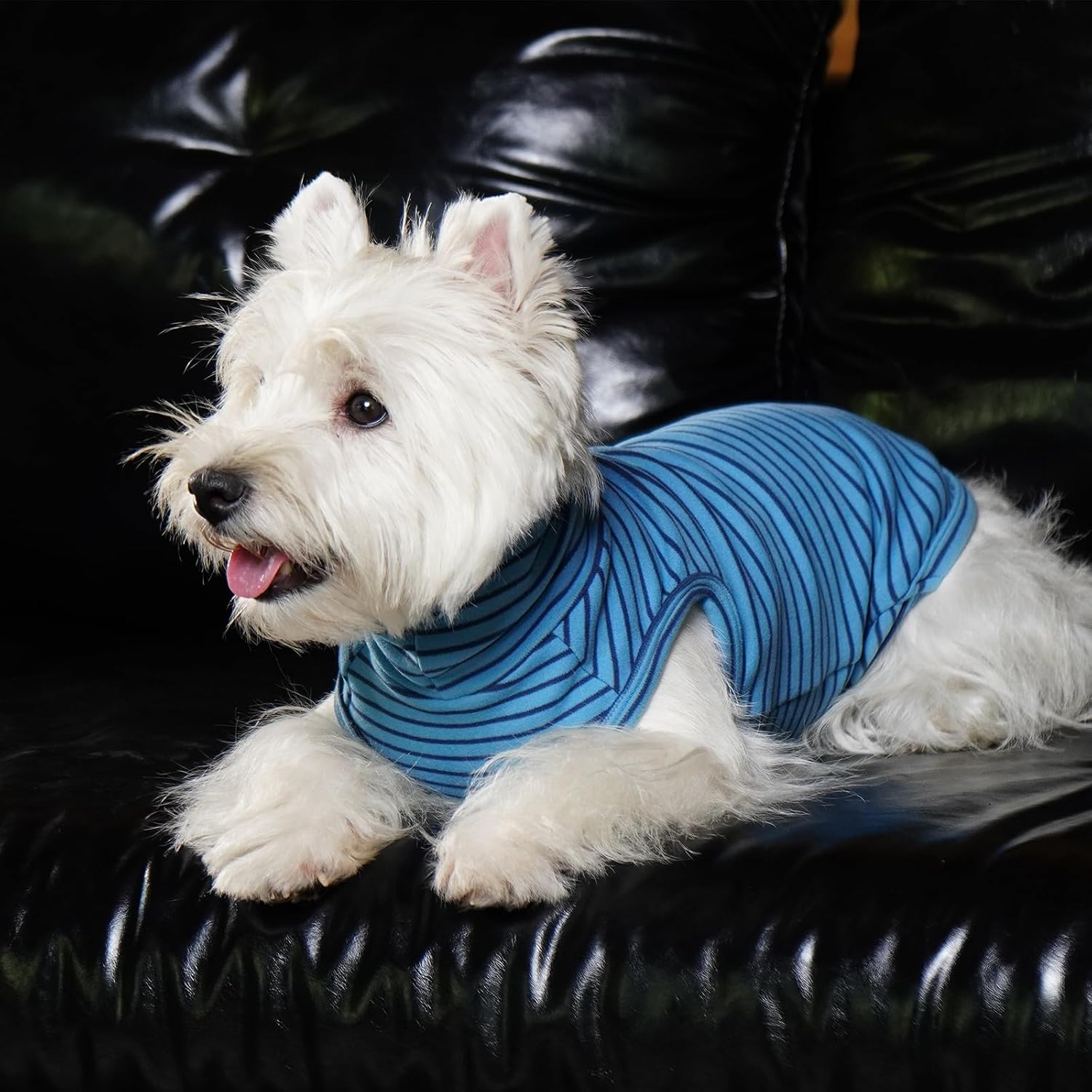 ROZKITCH Dog Sweaters for Medium Dogs Boy Girl,Soft Stretchy Turtleneck Pullover for Medium, Warm Winter Coat for BlueStripe M