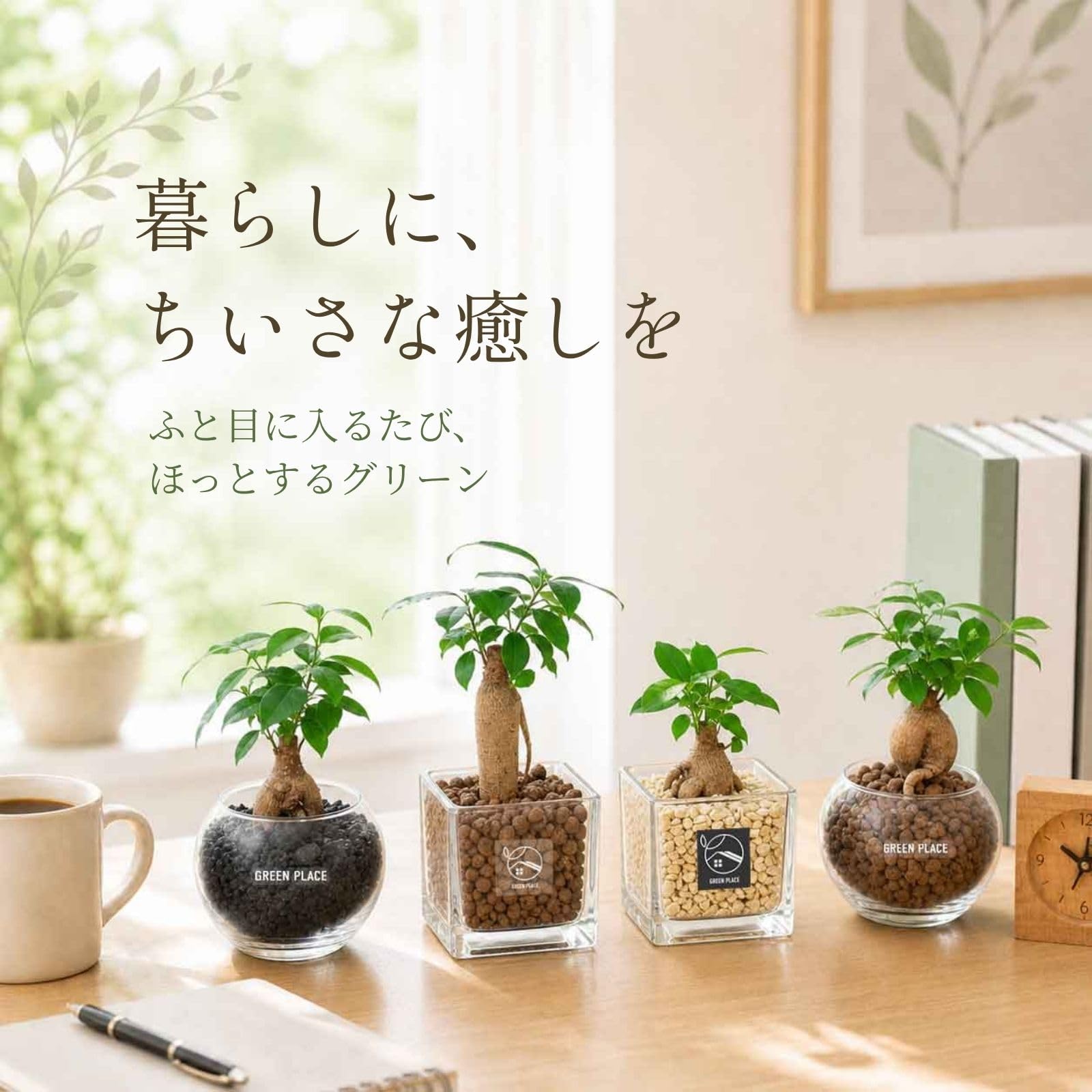 Amazon｜GREEN PLACE ガジュマル ミニ 観葉植物 本物 ギフト 【鉢
