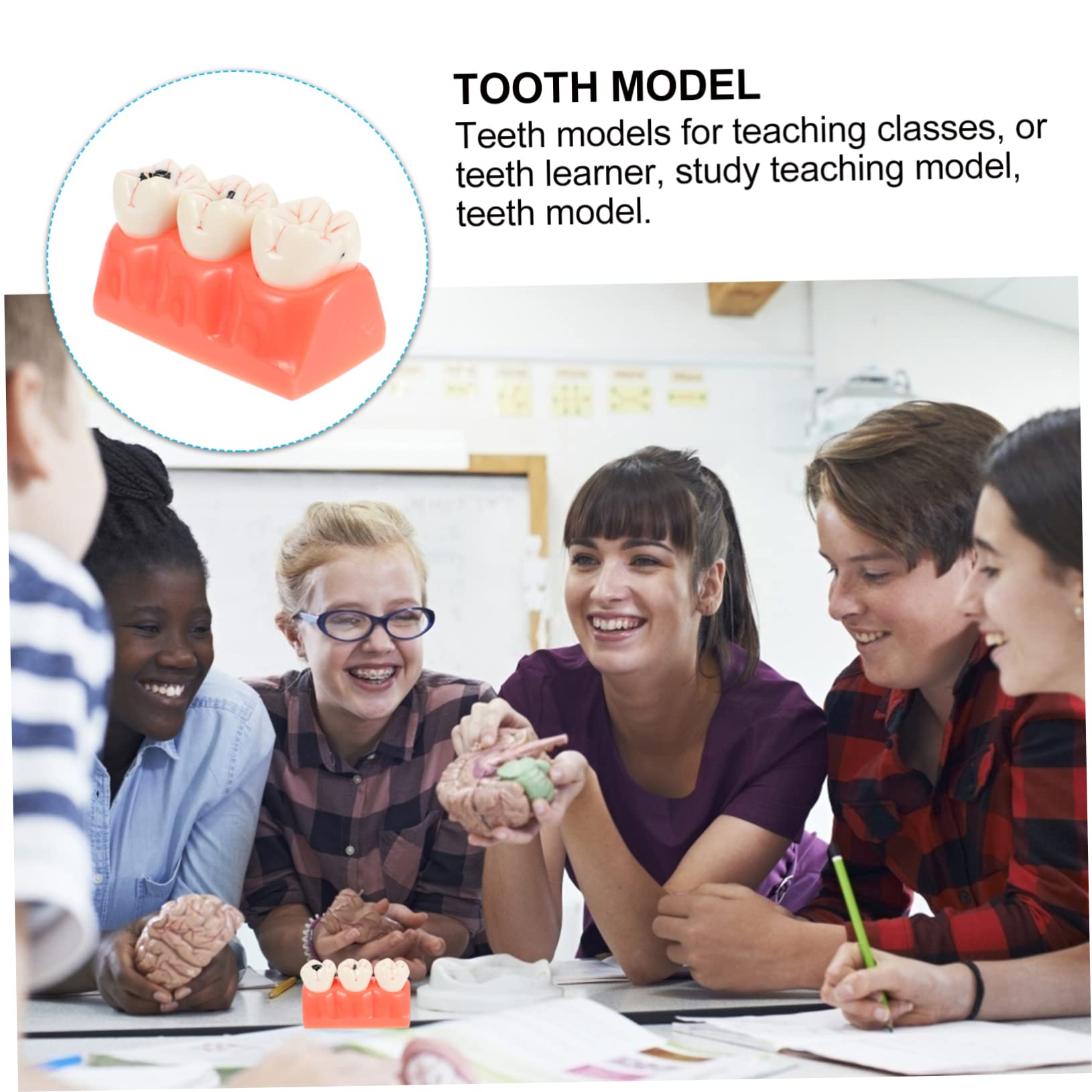Modello Anatomico dei Denti Rosa in Resina per Insegnamento | 1 Pezzo, Superficie Liscia, Uso in Classe e Dimostrazioni, Supporto Didattico per Studio Odontoiatrico