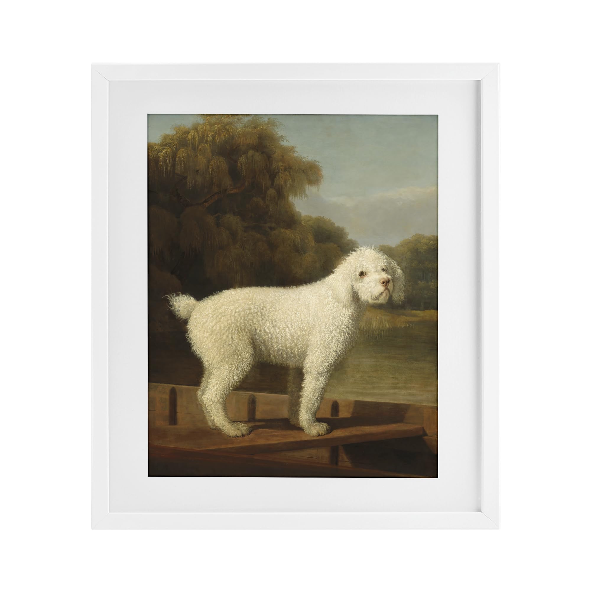 White Poodle Punt Classic Portrait, 17 x 21 Inch Framed Print Under Glass