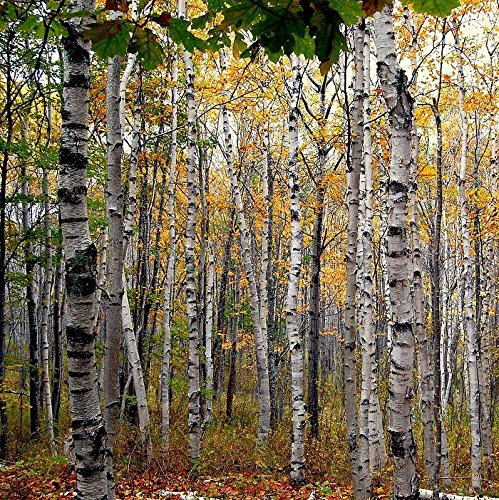 White Birch Tree Seeds (Betula Papyrifera) Packet Of 20 Seeds #TOP6