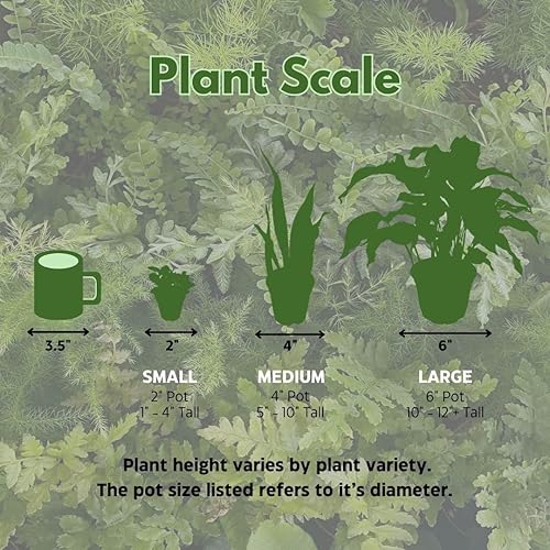 Miniatura 8 de BubbleBlooms Echeveria Purple Pearl en una maceta de 3 pulgadas