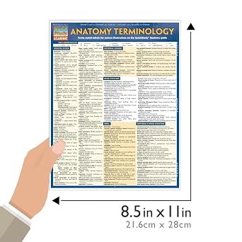 Anatomy Terminology Reference Guide: a QuickStudy Laminated Reference Guide (Quick Study Academic)