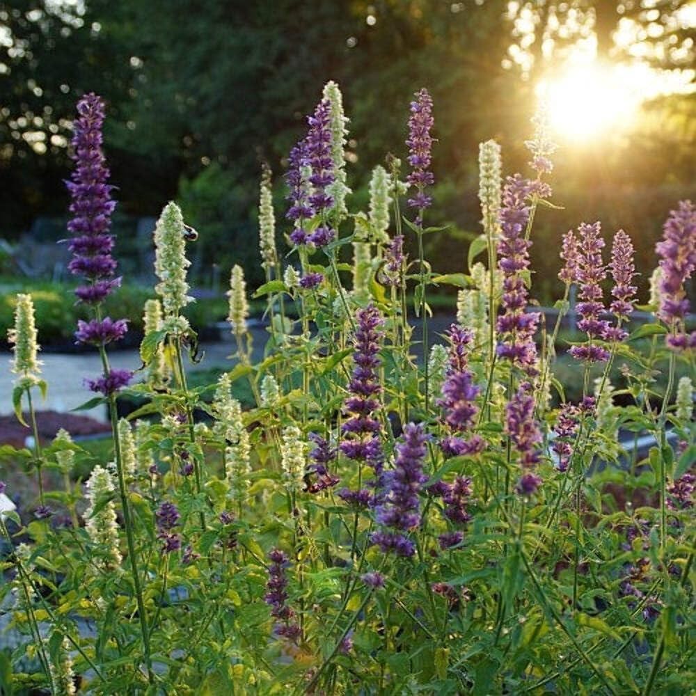 4 Anise Hyssop Plants - Agastache Rugosa White & Purple Mix, 3.25" Pots