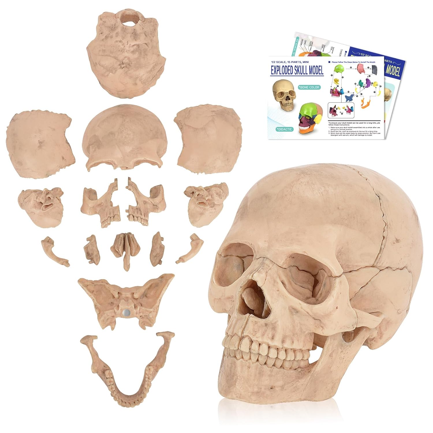 SimCoach Human Skull Model, Detachable Palm-Sized Skull Model, 15 Parts Exploded Anatomy Skull Model, Mini Anatomical Head Model for Medical Students, Teaching Tools, White