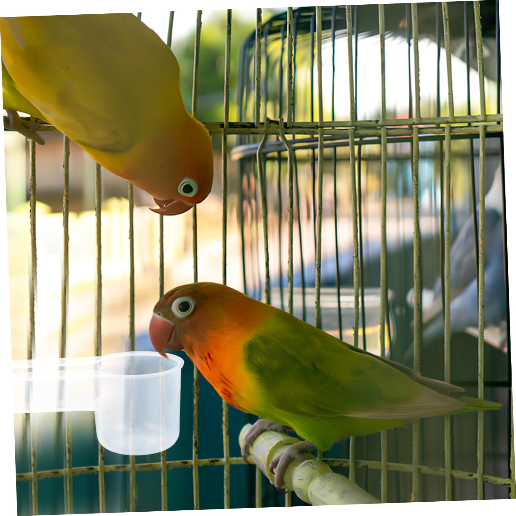 Bebedero Fácil Blanco en Limpiar Puerto Doble de Resistente o para Plástico Pájaros Adecuado para Palomas y Loros Tiendas de Mascotas Zoológicos