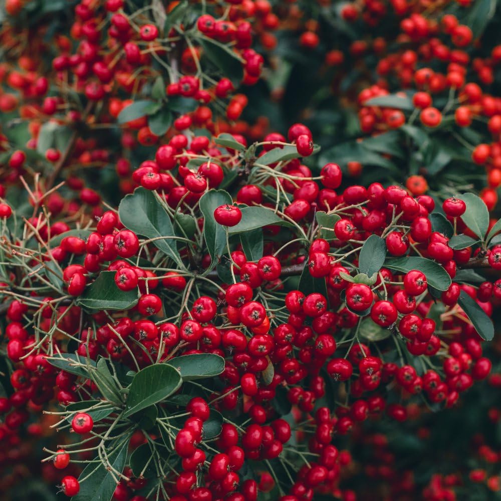 Pyracantha coccinea 'Red Column' - Columnar Evergreen with Vibrant Red Berries and Attractive White Flowers, Ideal for Hedges and Wall Covering, 1x 1.7 Litre Pot by Thompson & Morgan