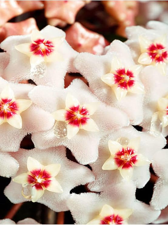 Gardenbox Mum Çiçeği Hoya Carnosa Fidesi, 1 Adet, Saksılı, 10-20 cm, İç Mekan Sarmaşık Bitki