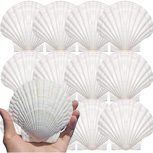 12 conchas de vieira naturales grandes de 4 a 5 pulgadas, conchas marinas blancas para manualidades, pintura a mano, fiestas temáticas oceánicas y
