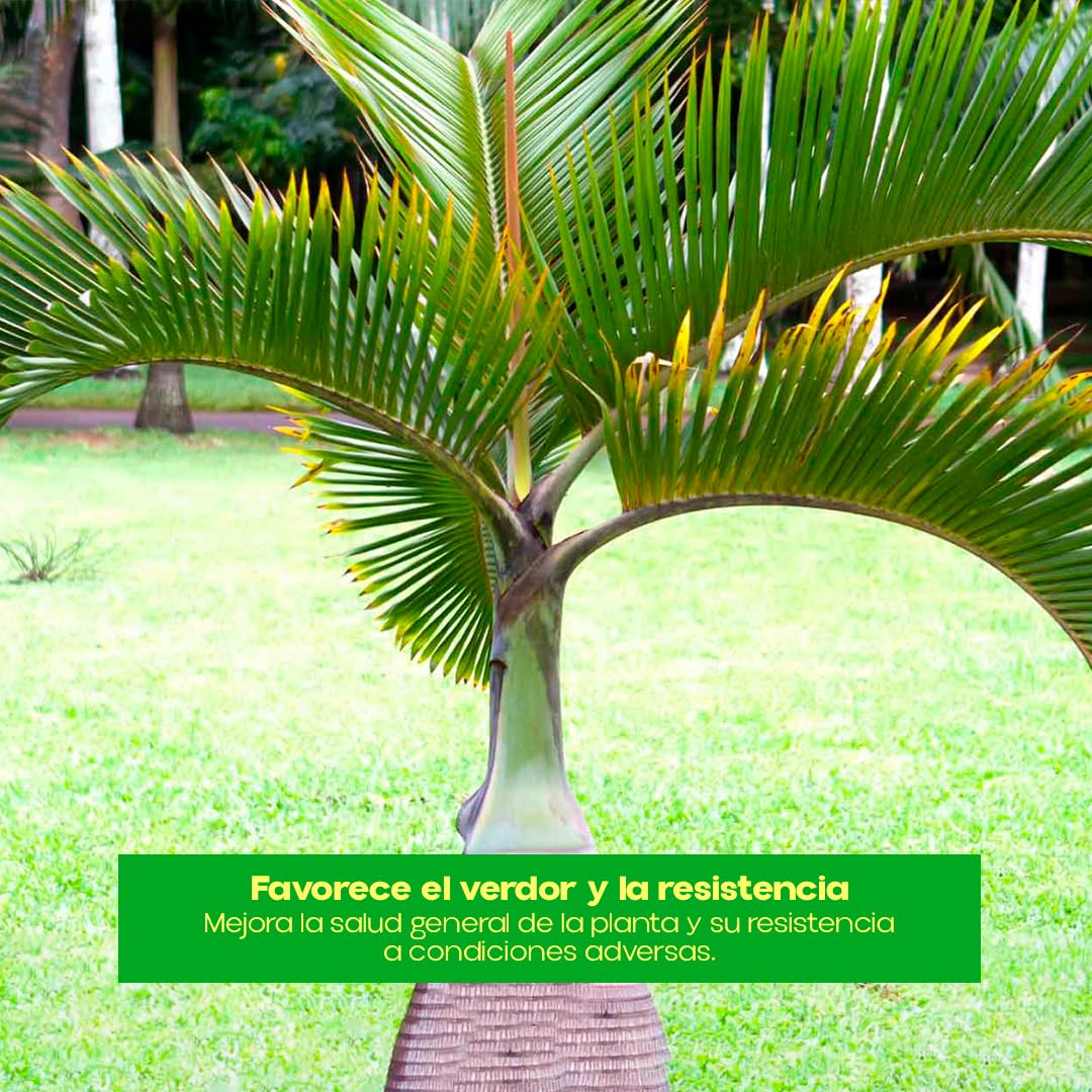 Abono para Palmeras Profesional 1Kg | Fertilizante para Plantas de Efecto Inmediato Revitalizante y Reverdeciente | Ideal para Exterior e Interior, Soluble en Agua de Riego (Hasta 500L) | Nexum Market