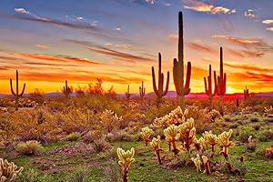 Mesmerizing Desert Vista: Sonoran Serenity Embodied