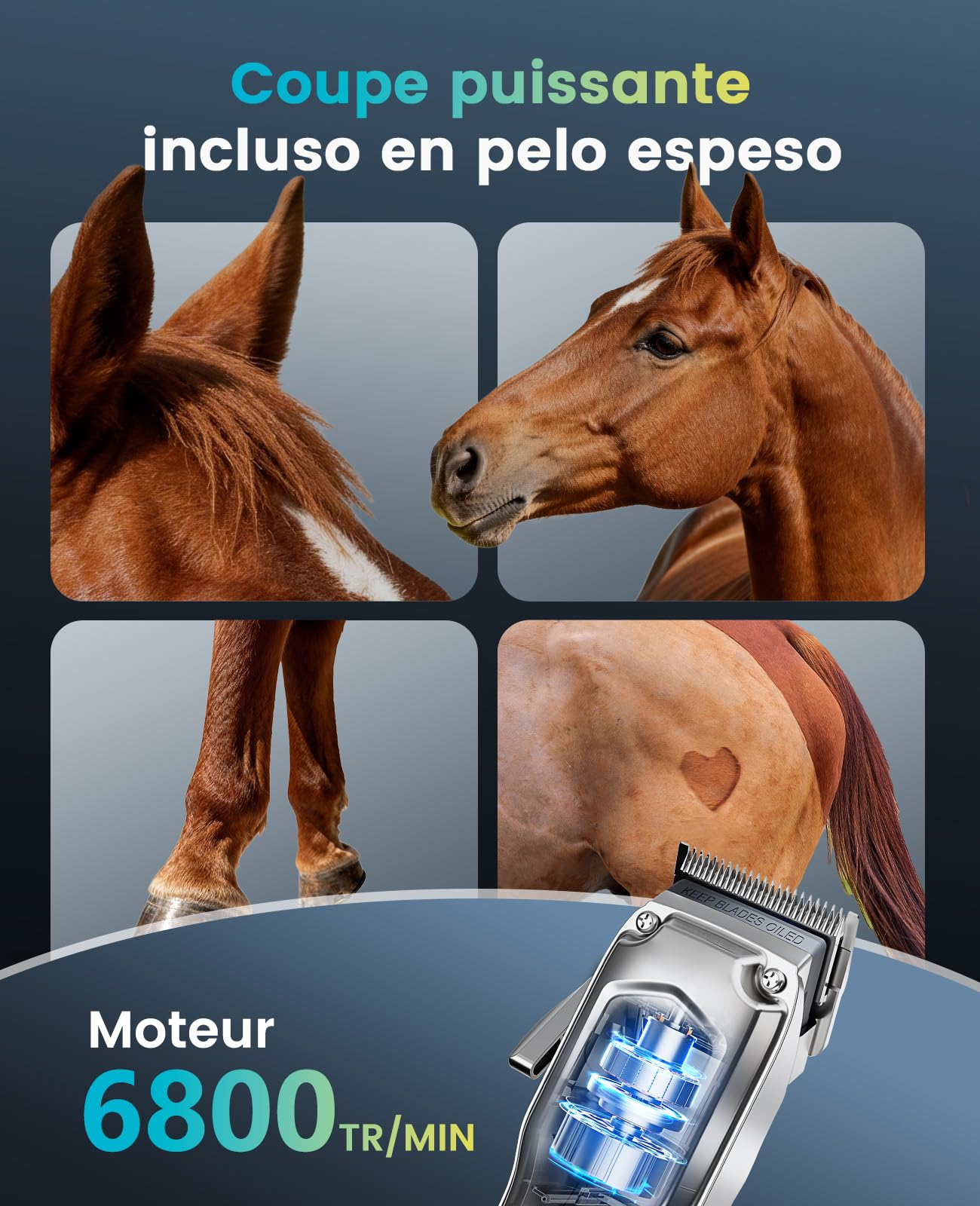 oneisall Tondeuse sans fil silencieuse pour chevaux, tondeuse rechargeable pour chevaux avec 6 accessoires et lame amovible en acier inoxydable, autonomie de 4 heures, tondeuse pour chevaux et chiens