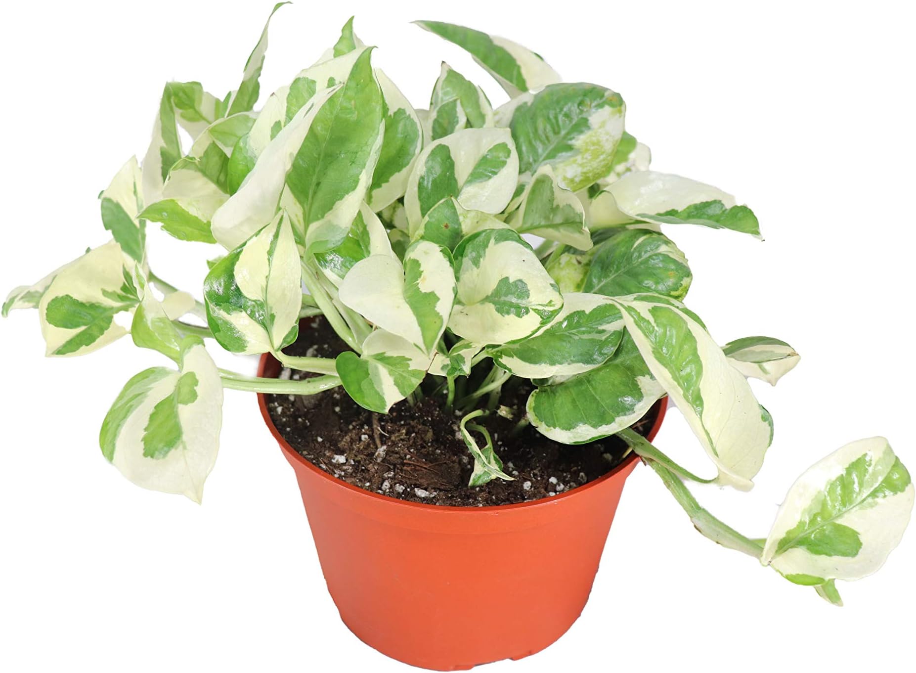 Pothos ('N Joy') - 6'' from California Tropicals