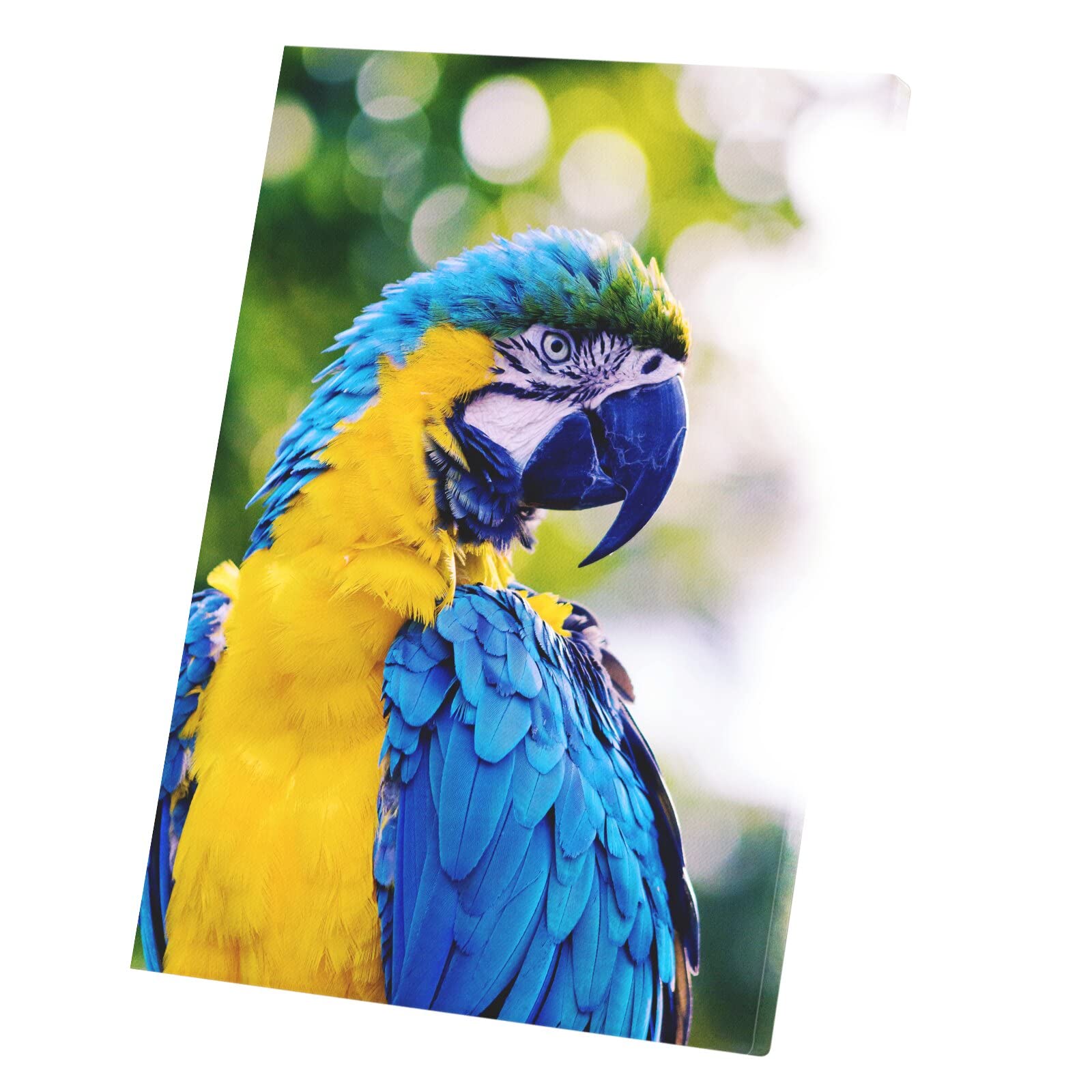 Ara bleu perroquet tableau Coco pour raviver un mur blanc