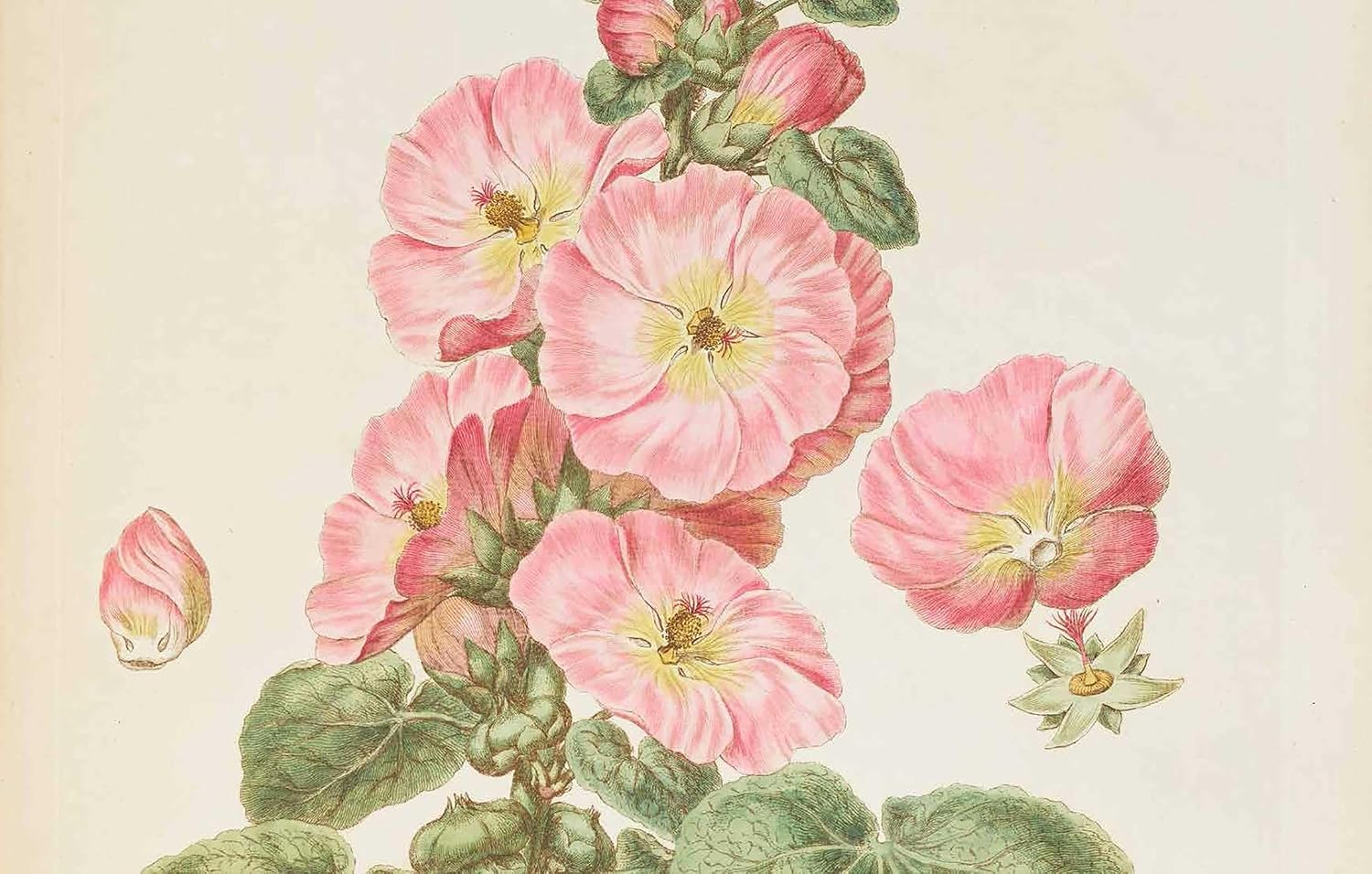 In Bloom: How Plants Changed Our World (Exhibition Catalogue)