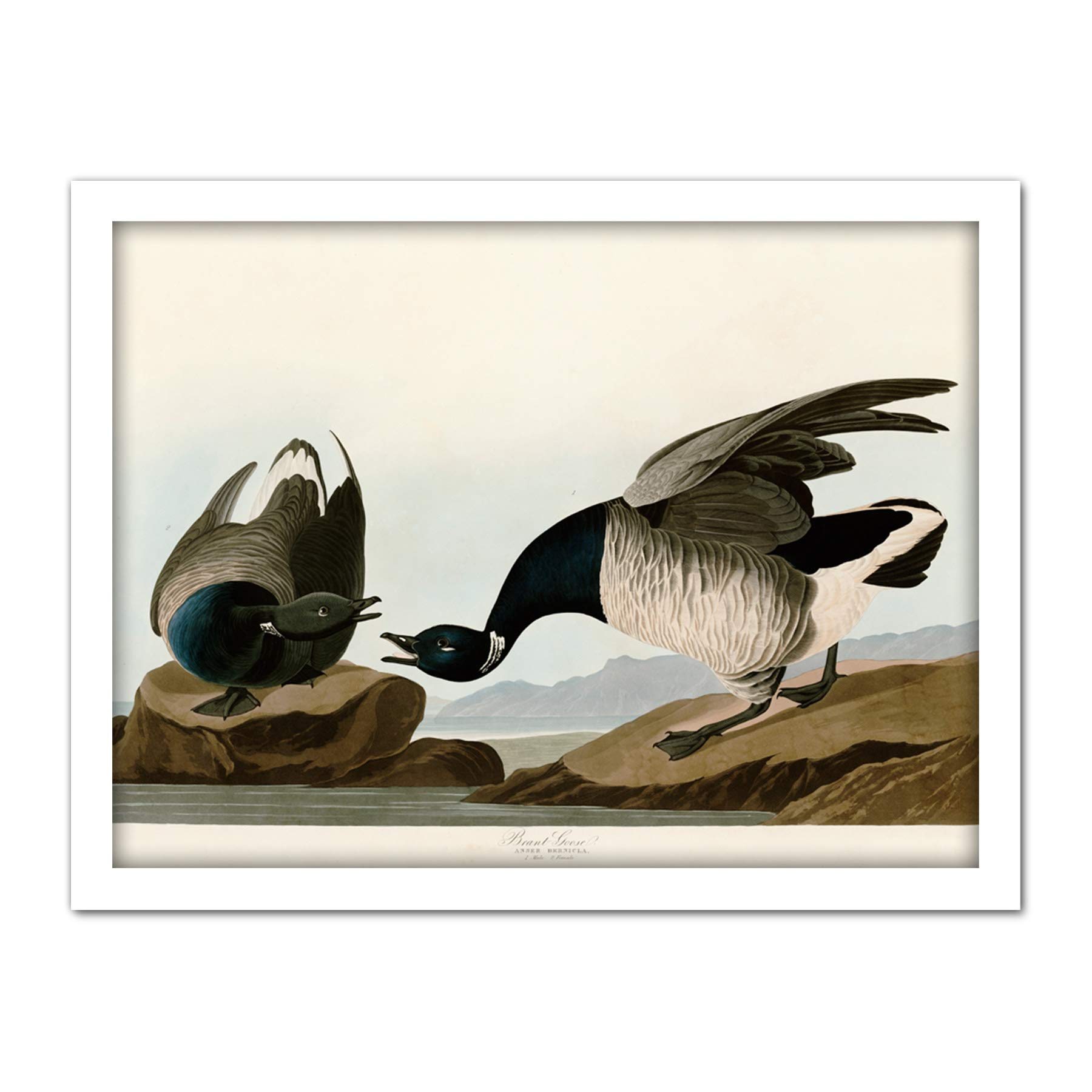 Artery8 Audubon Birds America Brant Goose Artwork Framed Wall Art Print 18X24 Inch