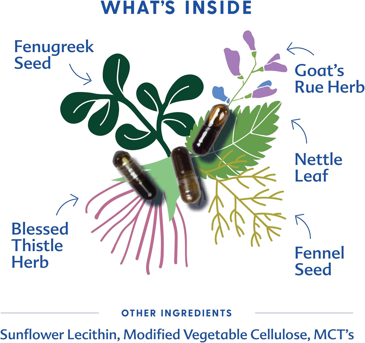 Motherlove More Milk Special Blend (60 Liquid caps) Herbal Lactation Supplement w/Goat’s Rue to Build Breast Tissue & Support Breast Milk Supply—Non-GMO, Organic Herbs, Vegan, Kosher, Soy-Free - Image 3