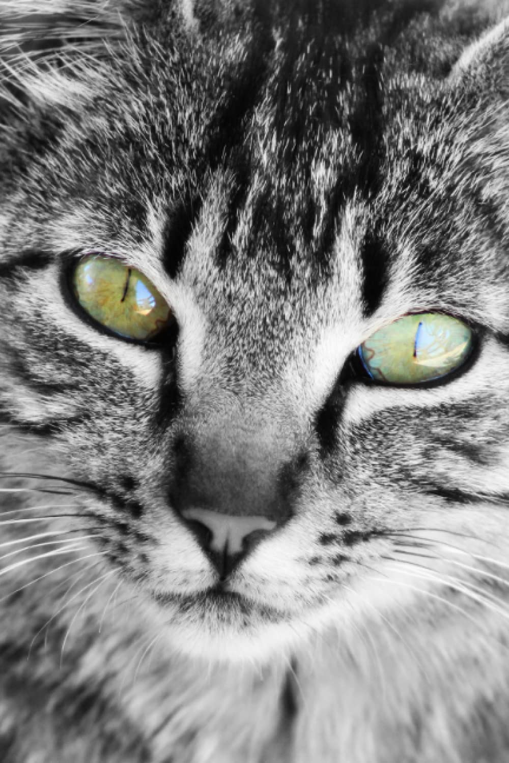 Cat Notebook: College Ruled, 120 Pages, 6x9 inches, Soft Cover (Cats Notebooks)