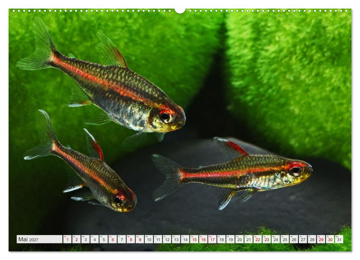 CALVENDO - Beliebte Fische der Welt (Wandkalender 2027 DIN A2 quer), Monatskalender: Aquaristik - Farbenprächtige Süßwasserfische