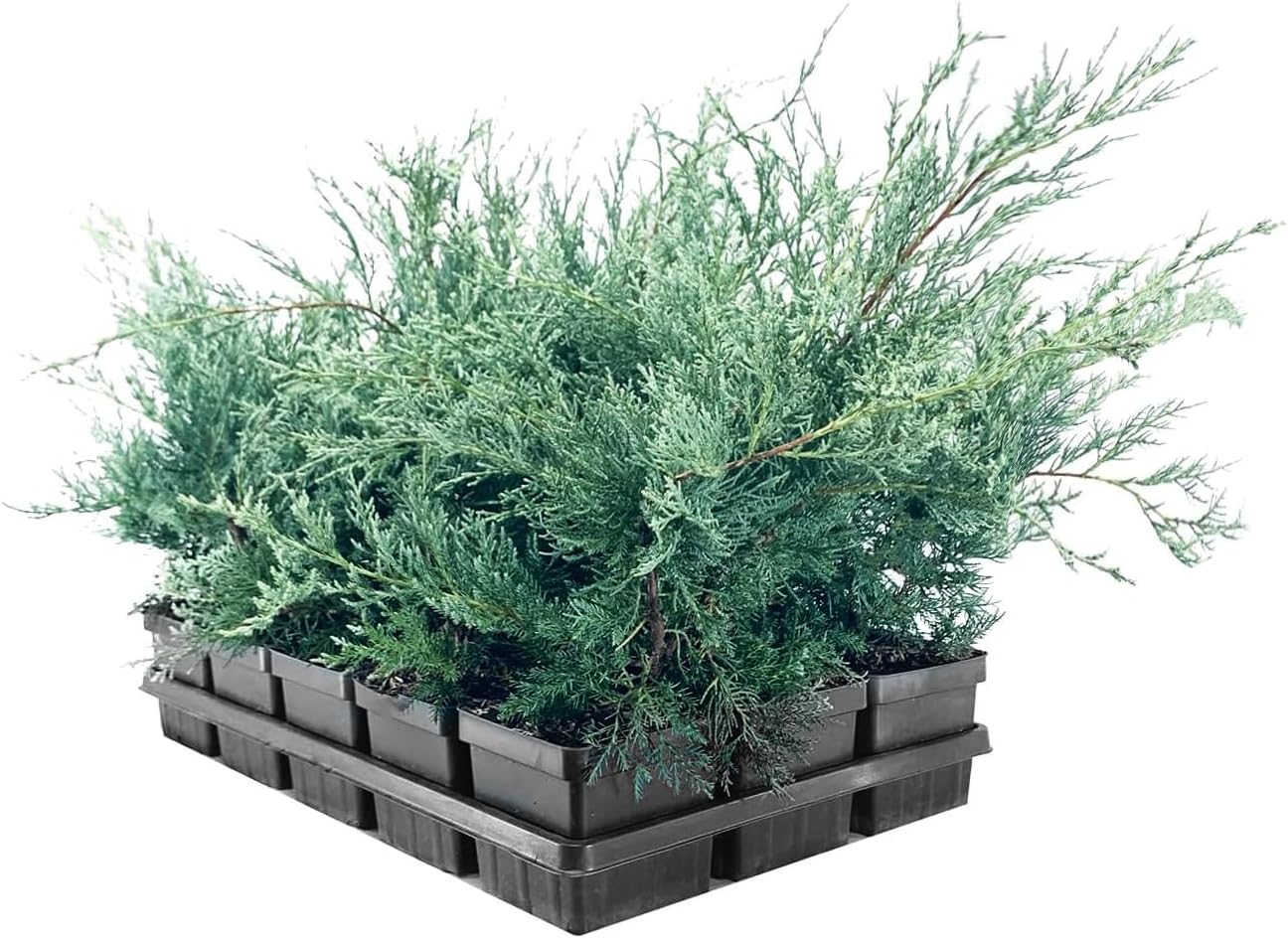 Juniper Angelica Blue | 5 Live 4 Inch Pots | Juniperus chinensis ‘Angelica Blue’ | Evergreen Ground Cover Plants | Drought-Tolerant Landscaping Shrub