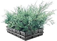 Vista 2 de Juniper Angelica Blue 3 macetas vivas de 4 pulgadas Juniperus chinensis 'Angelica Blue' Plantas de cobertura de suelo de hoja perenne
