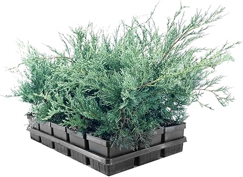 Miniatura 2 de Juniper Angelica Blue  5 macetas vivas de 4 pulgadas  Juniperus chinensis 'Angelica Blue'  Plantas de cobertura del suelo de hoja perenne  Arbusto