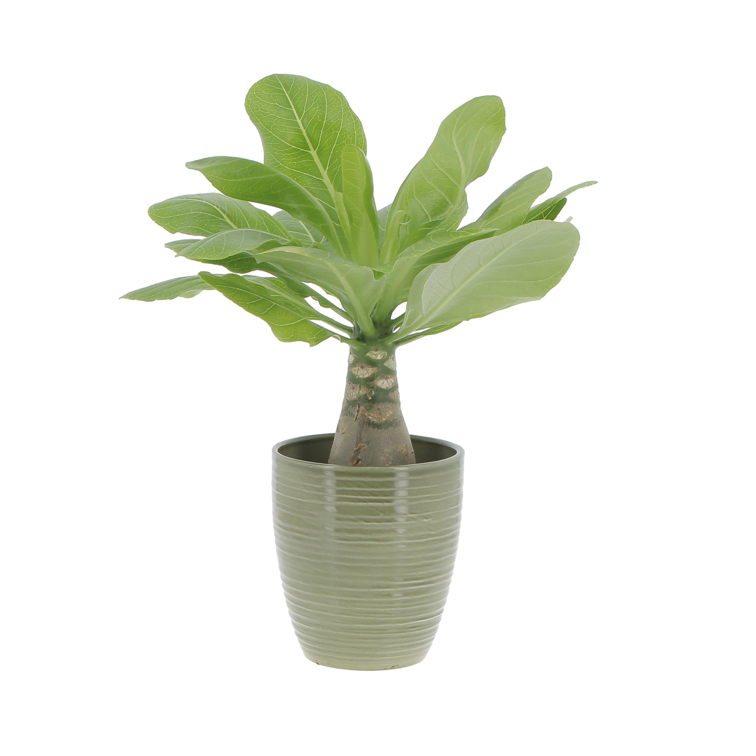 KENTIS - Brighamia Insignis Palma delle Hawaii - Piante Vere da Interni Succulenta - Pianta da Appartamento Ornamentale - H 30/40 cm Vaso Ø 12 cm