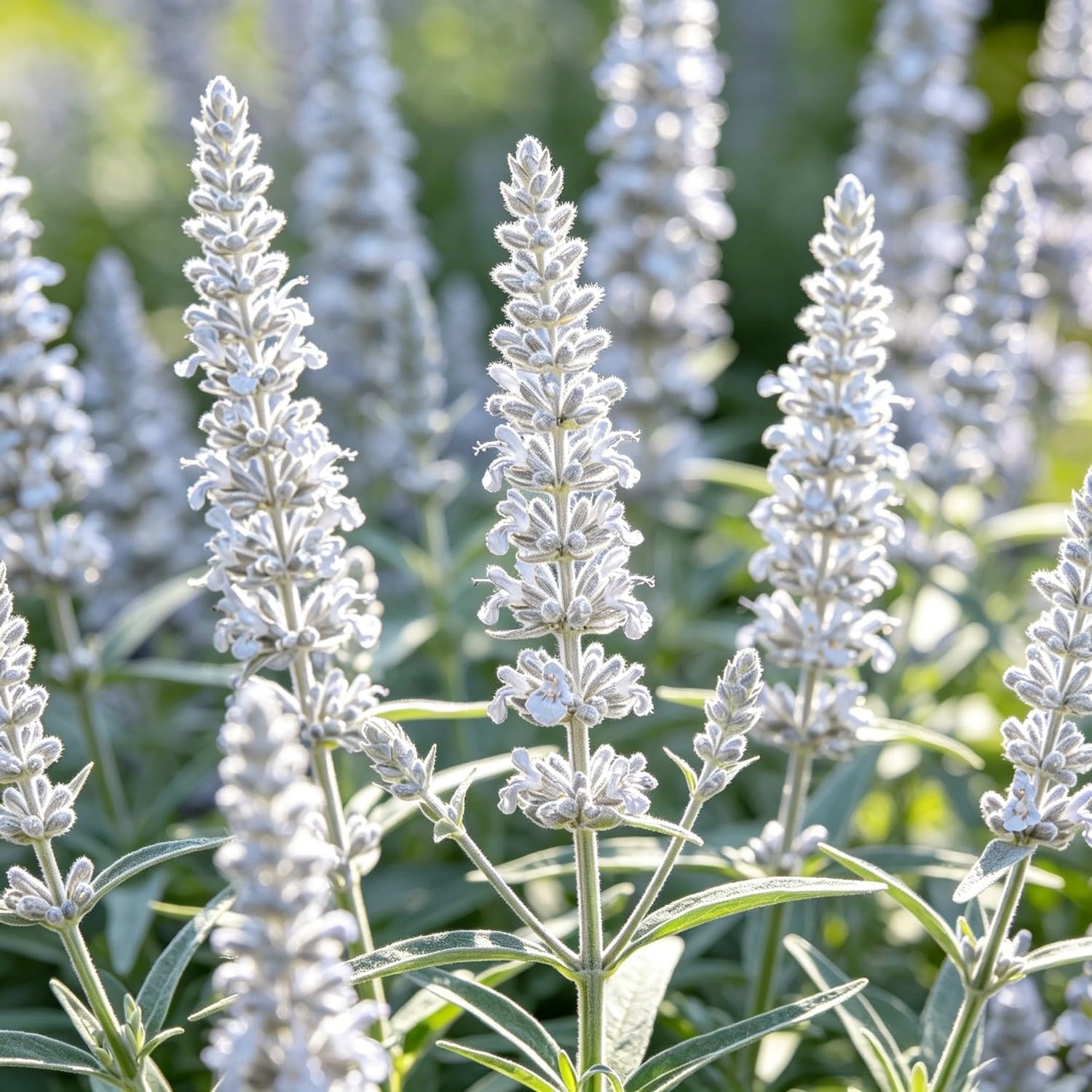 Hardy Perennial Salvia Seeds-Professional Planting for Stunning Garden Displays-2000pcs-O