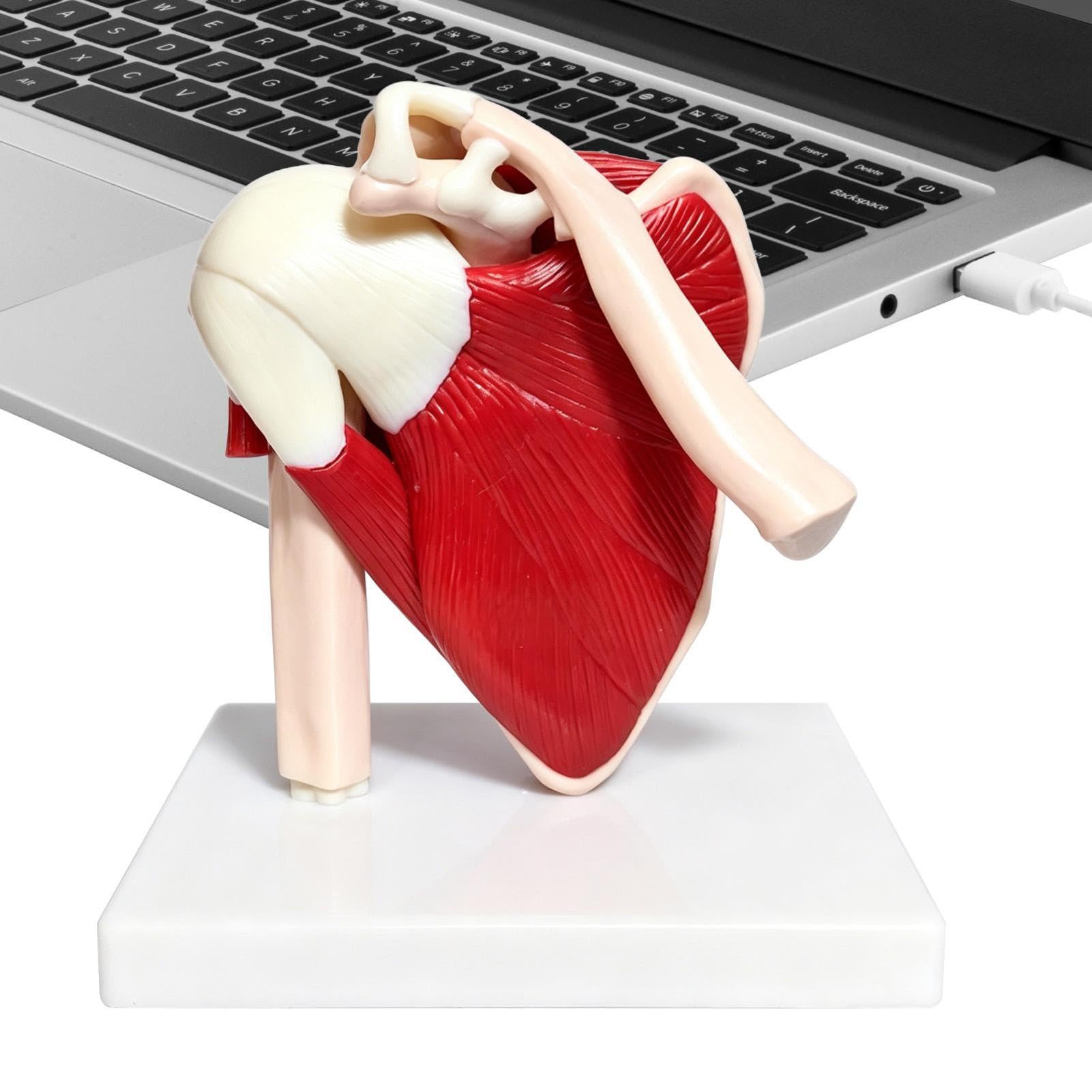 Muscolare Della Spalla Ausilio Didattico Anatomico In PVC | Anatomico Di Spalla E Cuffia Per Dottori Insegnanti Uomini Donne Ragazzi Ragazze Giovani Studio Insegnamento Dimostrazione