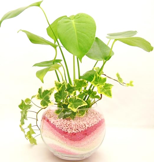 Amazon ミニ観葉 植物 寄せ植え モンステラ アイビー ハイドロカルチャー ガラス植えm ピンク お手入れ簡単 お祝い ギフトに最適 室内で安心な土を使わない水耕栽培 お部屋にグリーンを置いてきれいな空気でリラックス 観葉植物 オンライン通販 Amazon ミニ観葉 植物 寄せ植え モンステラ アイビー ハイドロカルチャー ガラス植えm ピンク お手入れ簡単 お祝い ギフトに最適 室内で安心な土を使わない水耕栽培 お部屋にグリーンを置いてきれいな空気でリラックス 観葉植物 オンライン通販