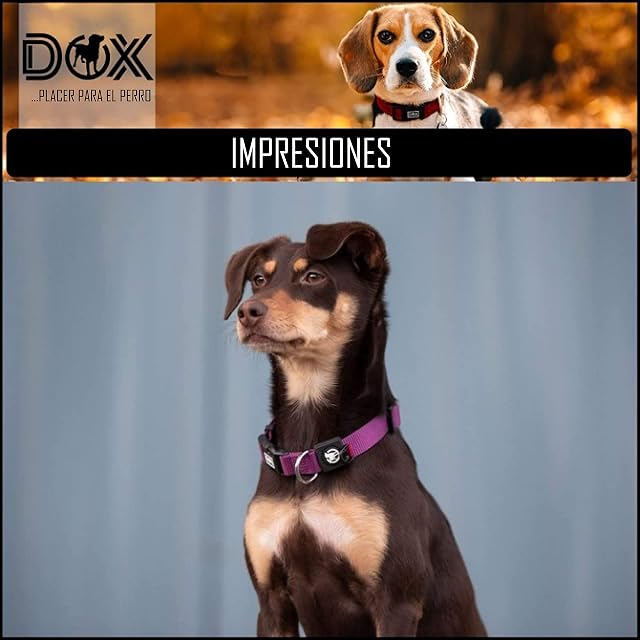 Foto 6 de 7 de DDOXX Collar Perro Nylon, Reflectante, Ajustable